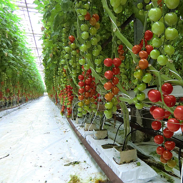 Vårt växthus med tomatodling Warberg Tomateria