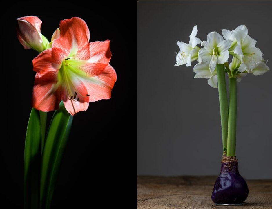 V.42 är sista veckan vi har gurka och paprika i butiken! (13)