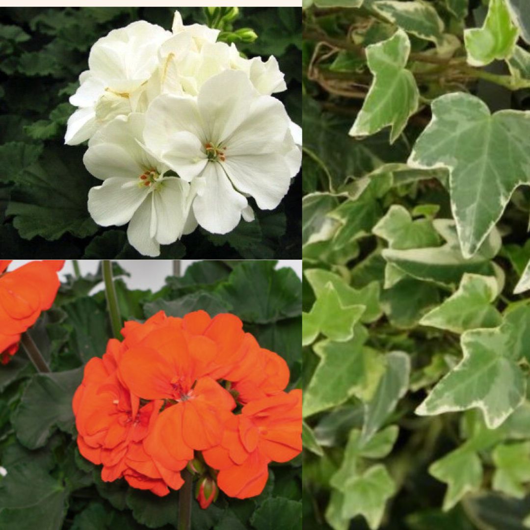 V.42 är sista veckan vi har gurka och paprika i butiken! (19)