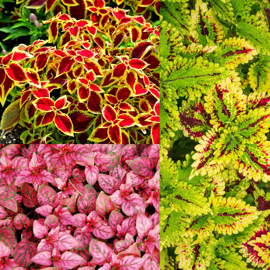 V.42 är sista veckan vi har gurka och paprika i butiken! (22)