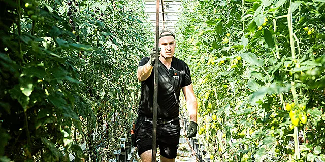 Växthus hos Warberg Tomateria