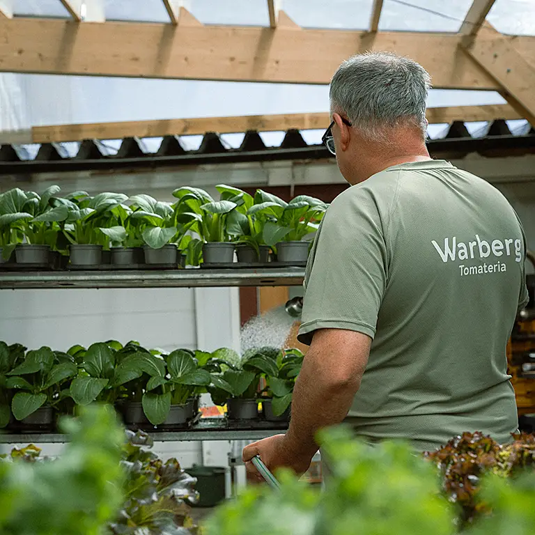 Lokalodlat i vårt växthus