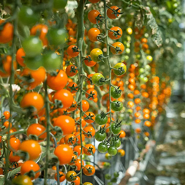 Tomater i växthus hos Warberg Tomateria