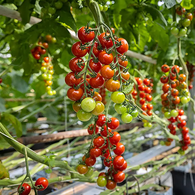 Tomater i växthus hos Warberg Tomateria