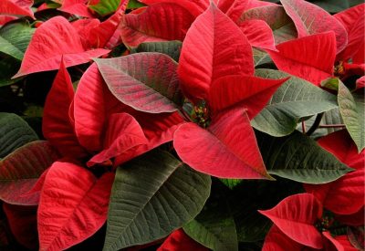 V.42 är sista veckan vi har gurka och paprika i butiken! (12)