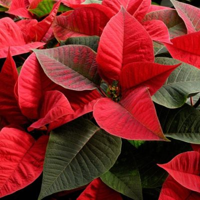 V.42 är sista veckan vi har gurka och paprika i butiken! (12)