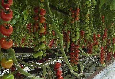 Vårt växthus och tomatodling Warberg Tomateria
