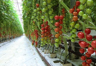 Vårt växthus med tomatodling Warberg Tomateria